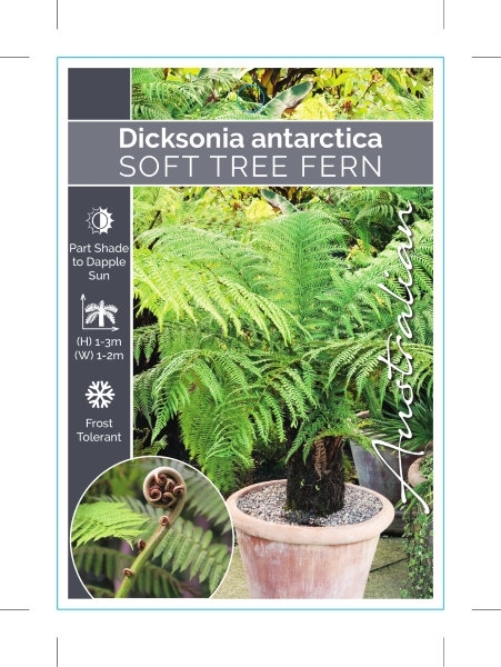 Picture of FERN DICKSONIA ANTARCTICA SOFT TREE FERN                                                                                                              