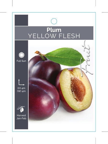 Picture of FRUIT PLUM YELLOW FLESH (UNNAMED VARIETY)                                                                                                             