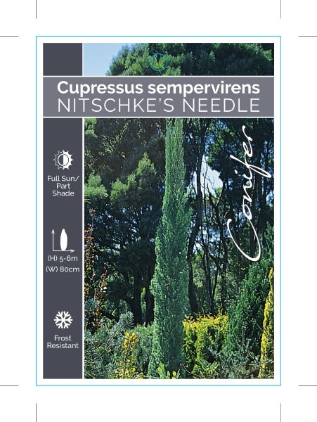 Picture of CONIFER CUPRESSUS SEMPERVIRENS NITSCHKES NEEDLE                                                                                                       
