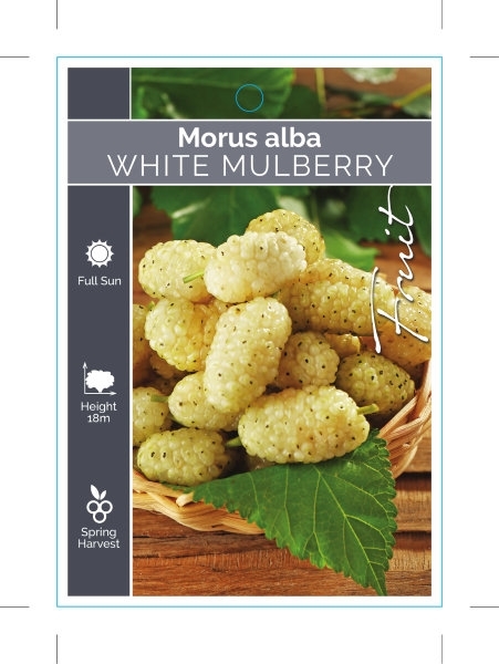 Picture of FRUIT MULBERRY WHITE                                                                                                                                  