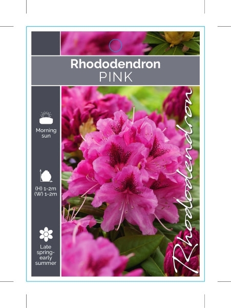 Picture of RHODODENDRON PINK SHADE (UNNAMED VARIETY)                                                                                                             