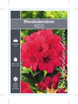 Picture of RHODODENDRON RED SHADE (UNNAMED VARIETY)                                                                                                              