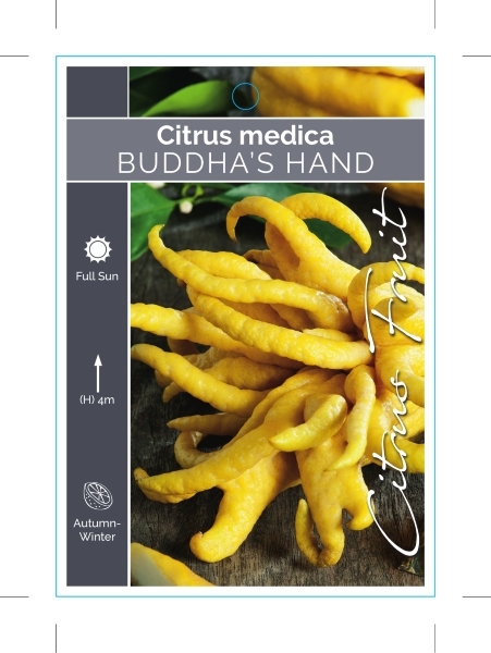 Picture of FRUIT CITRUS MEDICA BUDDHAS HAND                                                                                                                      
