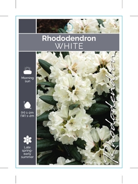 Picture of RHODODENDRON WHITE SHADE (UNNAMED VARIETY)                                                                                                            