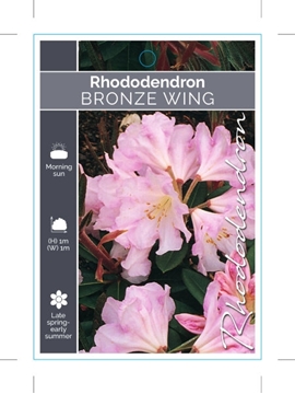 Picture of RHODODENDRON BRONZE WING                                                                                                                              