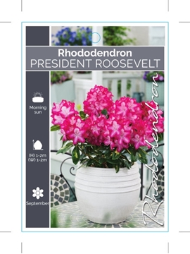 Picture of RHODODENDRON PRESIDENT ROOSEVELT                                                                                                                      