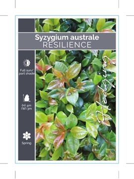 Picture of SYZYGIUM AUSTRALE RESILIENCE                                                                                                                          