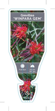 Picture of GREVILLEA WINPARA GEM                                                                                                                                 