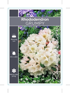 Picture of RHODODENDRON GRUMPY                                                                                                                                   