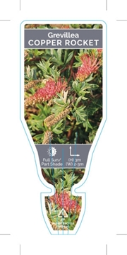 Picture of GREVILLEA COPPER ROCKET                                                                                                                               