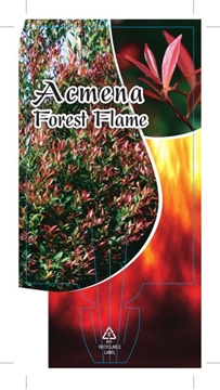 Picture of ACMENA FOREST FLAME                                                                                                                                   