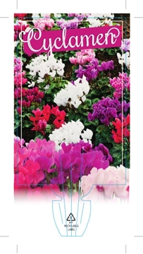 Picture of HOUSEPLANT CYCLAMEN                                                                                                                                   