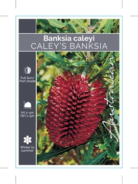 Picture of BANKSIA CALEYI CALEYS OR RED LANTERN BANKSIA                                                                                                          
