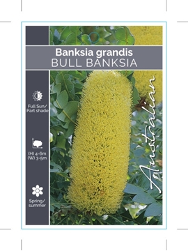Picture of BANKSIA GRANDIS BULL BANKSIA                                                                                                                          