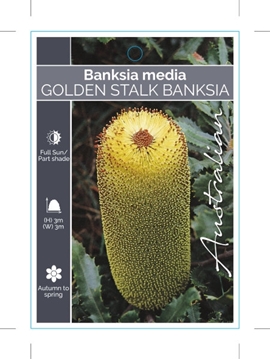 Picture of BANKSIA MEDIA GOLDEN STALK BANKSIA                                                                                                                    