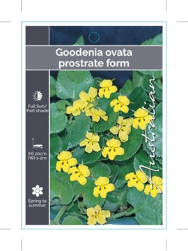Picture of GOODENIA OVATA PROSTRATE FORM                                                                                                                         