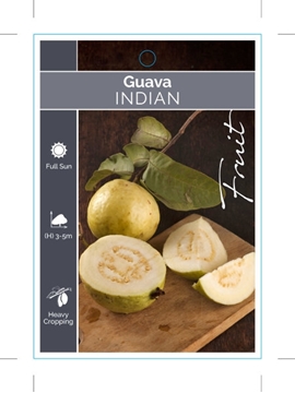 Picture of FRUIT GUAVA INDIAN PSIDIUM GUAJAVA                                                                                                                    