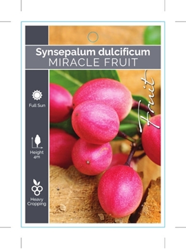 Picture of FRUIT MIRACLE FRUIT Synsepalum dulcificum                                                                                                             