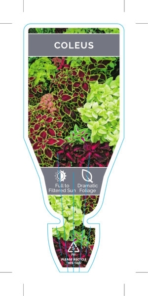 Picture of HOUSEPLANT COLEUS - MIXED PICTURE (UNNAMED VARIETY)                                                                                                   