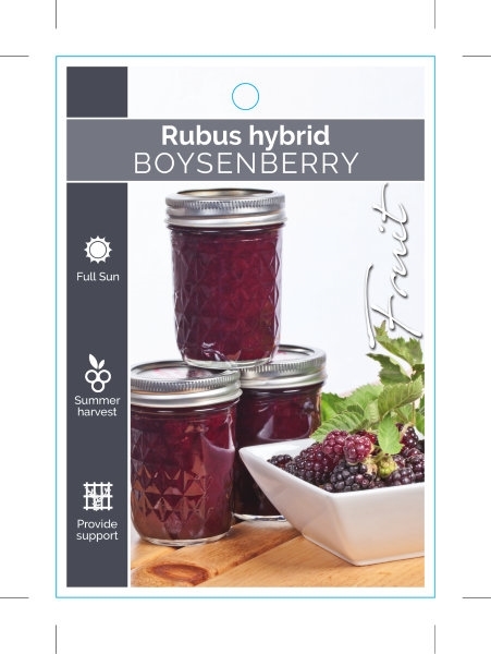 Picture of FRUIT BOYSENBERRY                                                                                                                                     
