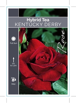 Picture of ROSE KENTUCKY DERBY (HT)                                                                                                                              