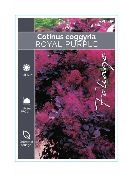 Picture of COTINUS COGGYGRIA ROYAL PURPLE SMOKEBUSH                                                                                                              