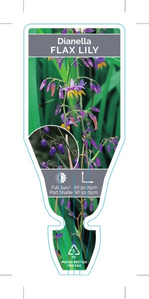 Picture of DIANELLA FLAX LILY                                                                                                                                    