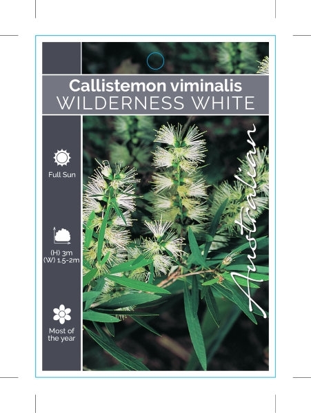 Picture of CALLISTEMON VIMINALIS WILDERNESS WHITE                                                                                                                