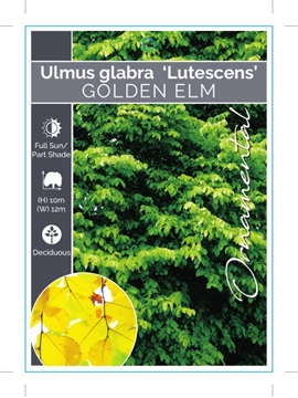 Picture of ULMUS GLABRA LUTESCENS GOLDEN ELM Jumbo Tag                                                                                                           