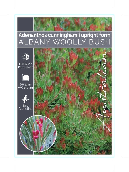 Picture of ADENANTHOS CUNNINGHAMII ALBANY WOOLLY BUSH UPRIGHT FORM                                                                                               
