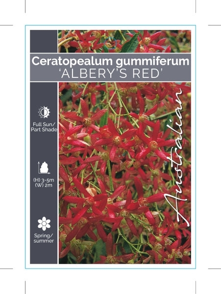 Picture of CERATOPETALUM GUMMIFERUM ALBERYS RED                                                                                                                  