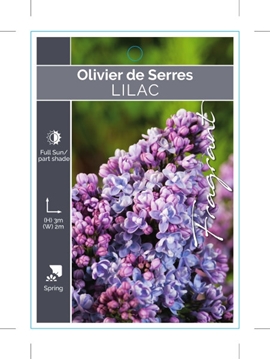 Picture of SYRINGA LILAC OLIVIER DE SERRES                                                                                                                       