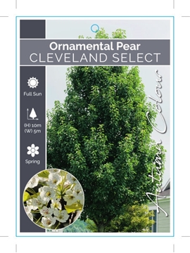 Picture of PYRUS CALLERYANA CLEVELAND SELECT ORNAMENTAL PEAR Jumbo Tag                                                                                           