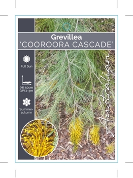 Picture of GREVILLEA COOROORA CASCADE                                                                                                                            