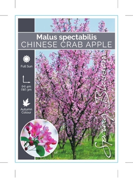Picture of MALUS SPECTABILIS CHINESE CRAB APPLE                                                                                                                  
