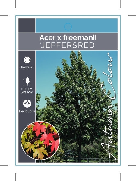 Picture of ACER X FREEMANII JEFFERSRED                                                                                                                           