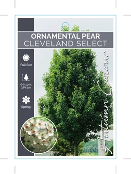 Picture of PYRUS CALLERYANA CLEVELAND SELECT ORNAMENTAL PEAR                                                                                                     