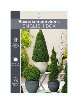 Picture of BUXUS SEMPERVIRENS ENGLISH BOX (TOPIARY)                                                                                                              