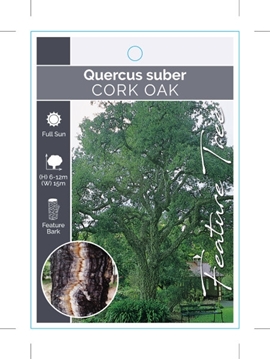 Picture of QUERCUS SUBER CORK OAK                                                                                                                                