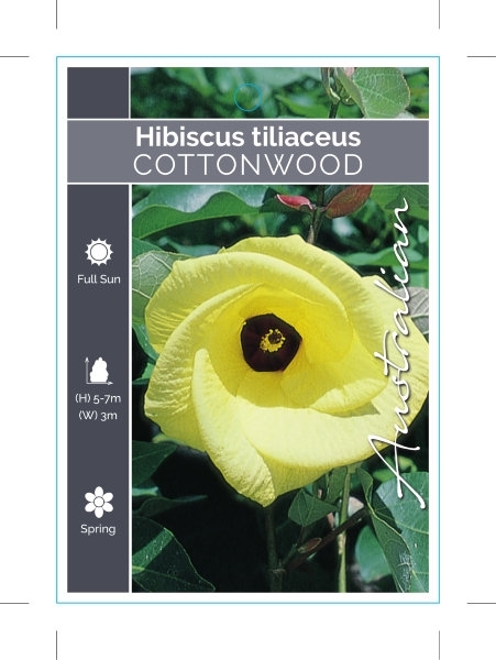 Picture of HIBISCUS TILIACEUS COTTONWOOD                                                                                                                         