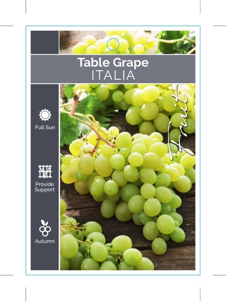 Picture of FRUIT GRAPE TABLE ITALIA                                                                                                                              