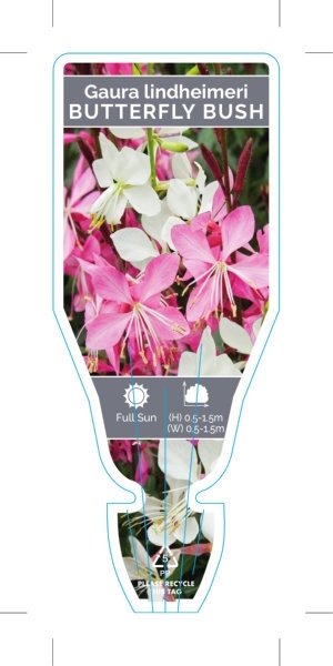Picture of GAURA LINDHEIMERI BUTTERFLY BUSH                                                                                                                      