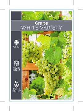 Picture of FRUIT GRAPE WHITE (UNNAMED VARIETY)                                                                                                                   
