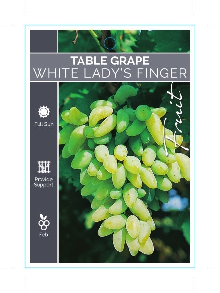 Picture of FRUIT GRAPE TABLE WHITE LADYS FINGER                                                                                                                  