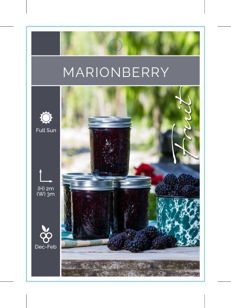 Picture of FRUIT MARIONBERRY                                                                                                                                     