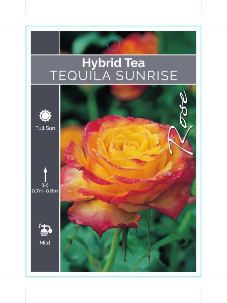 Picture of ROSE TEQUILA SUNRISE (HT)                                                                                                                             