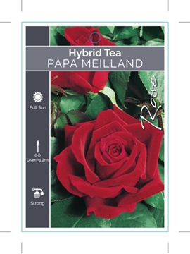 Picture of ROSE PAPA MEILLAND (HT)                                                                                                                               