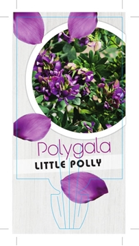 Picture of POLYGALA LITTLE POLLY                                                                                                                                 