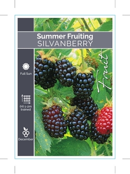 Picture of FRUIT SILVAN BERRY SUMMER FRUITING                                                                                                                    