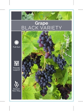 Picture of FRUIT GRAPE BLACK (UNNAMED VARIETY)                                                                                                                   
